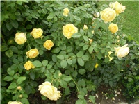 f3f18c8a-Picture 2871.jpg